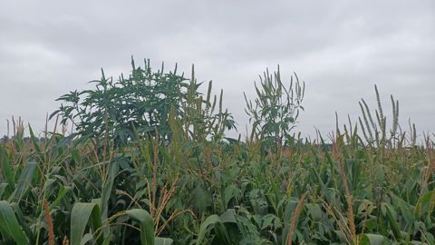 Avec ses 3 à 4 mètres de hauteur, voire plus, l'ambroisie trifide dépasse facilement le maïs.